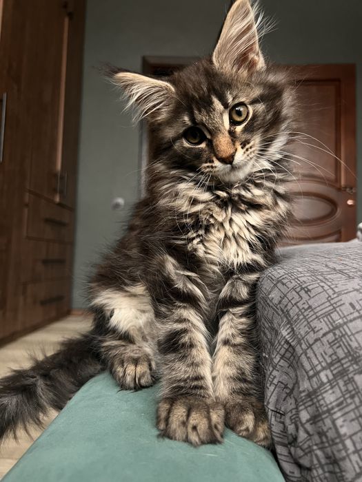 Котенок Мейн кун