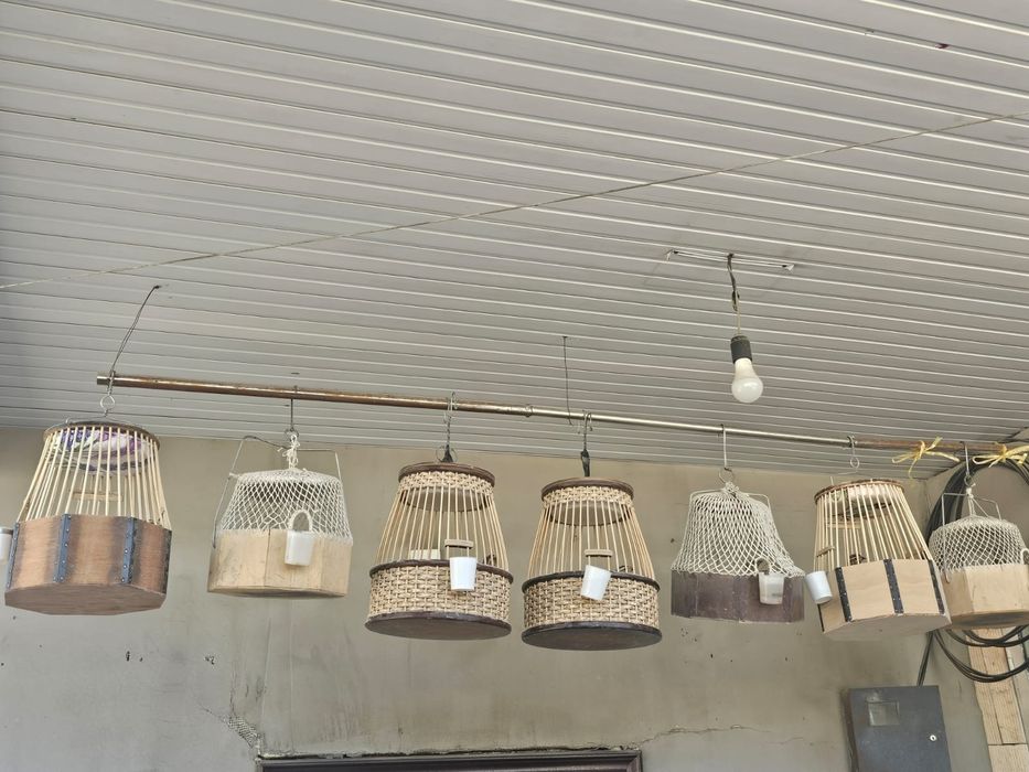 Продаются Италиянкий перепелки