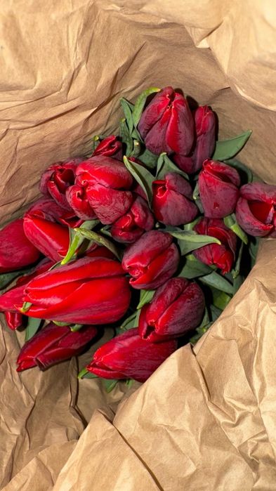 Тюльпаны Голанские с теплицы оптом