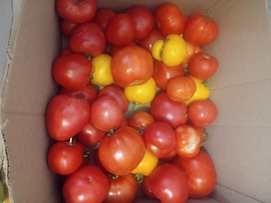 Продам помидоры, кабачки