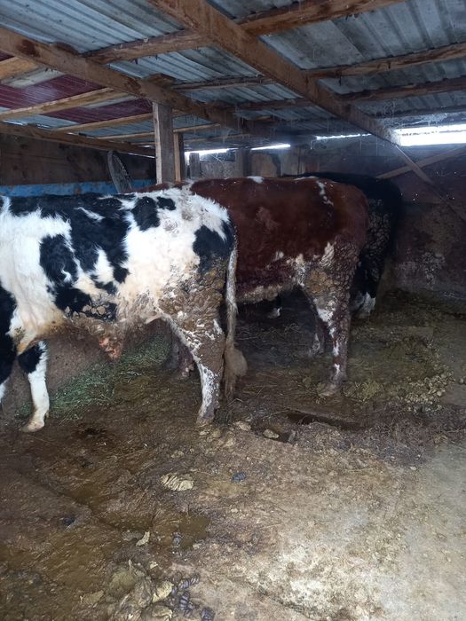 Продаются 3 головы бычков