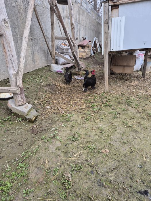 Тауық курица султанка