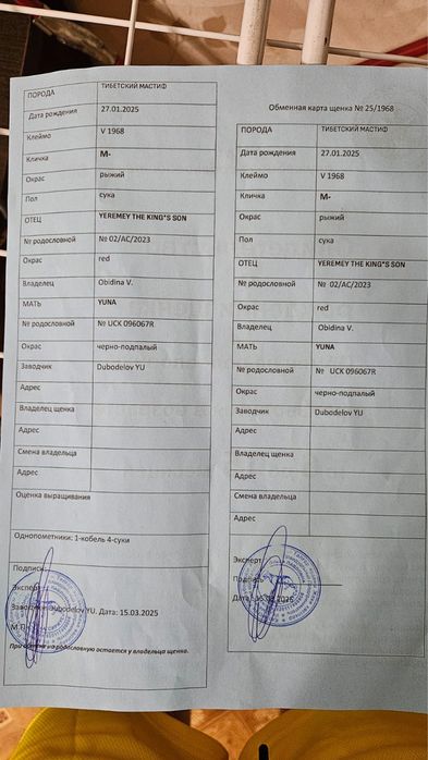 Тибетский Мастиф