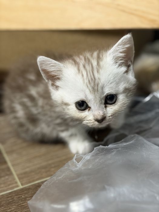 Шотландские котята