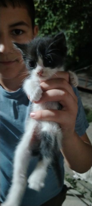 котята, 1 месячные