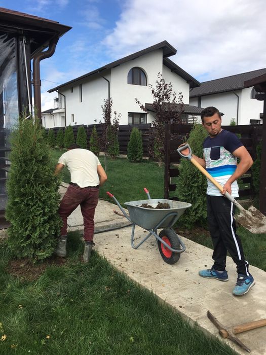 Tuia Smarald / Chiapros Leylandii Gard Viu