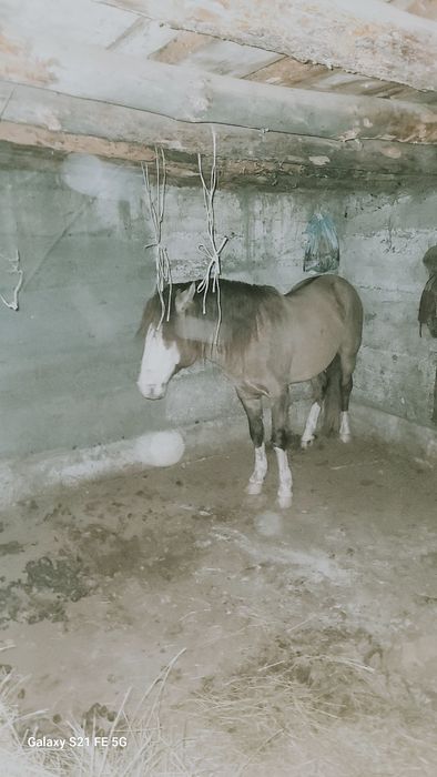 Айғыр сатылады үйір ұстайтын