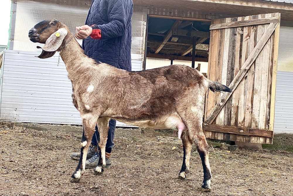 Lapte proaspat de capra