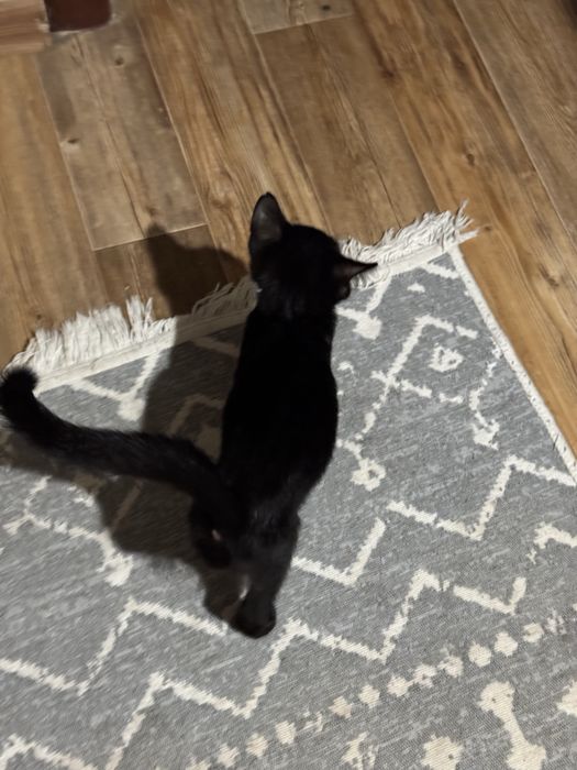 Котенок ищет семью