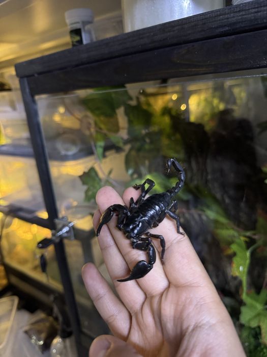 Скорпионы черные heterometrus