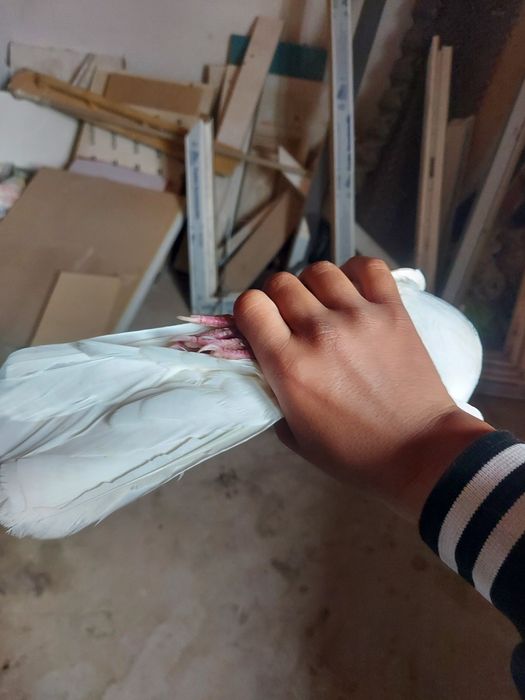 Осы кептер сатылады