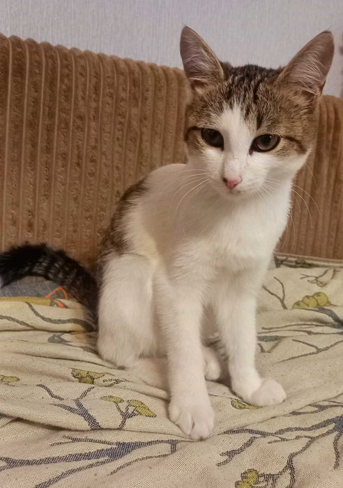 Котенок срочно ищет новый дом