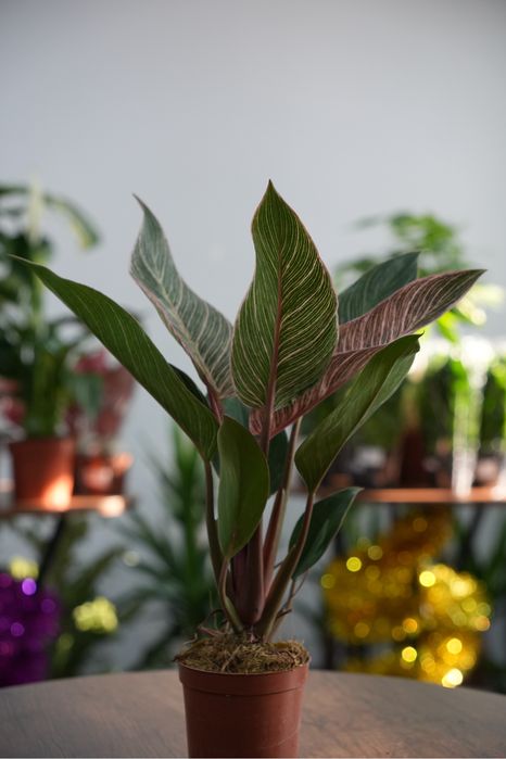 Фидодендрон Пинк бикини