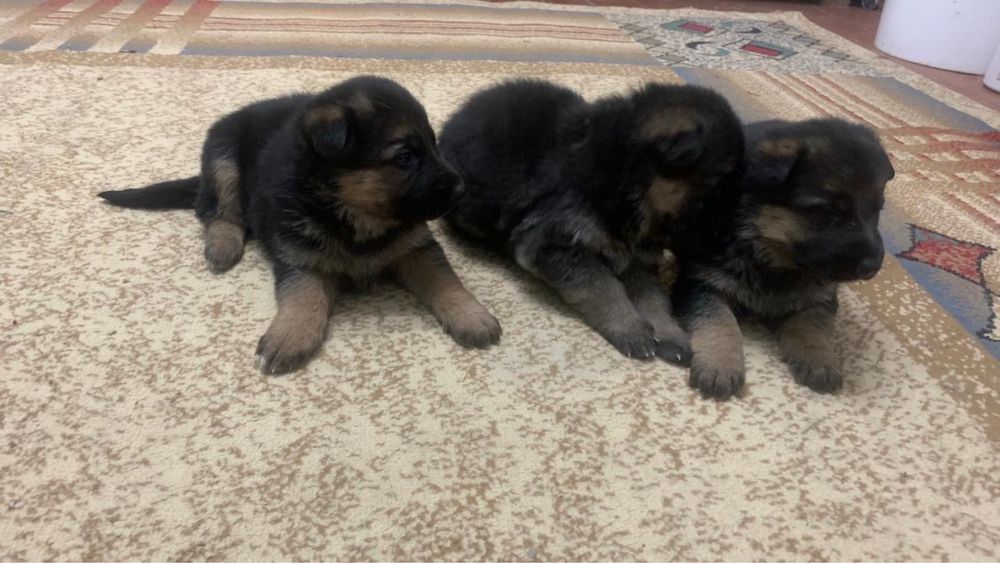 Продается щенки немецкой овчарки