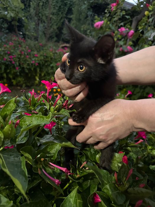 Отдам котят в заботливые руки