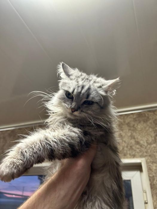 Котенок в добрые руки