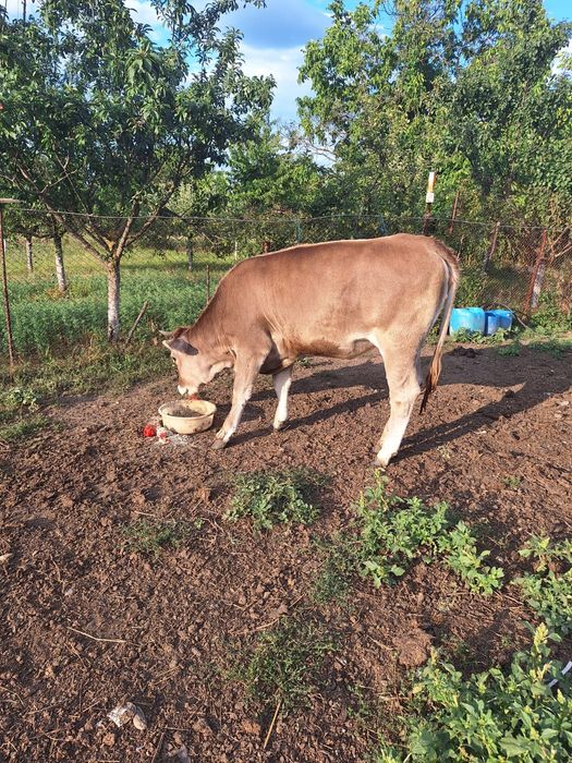 Vând vițică brună de Maramureș