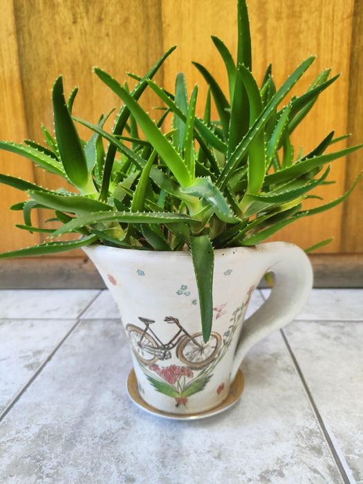Алое, продавам го със керамичната саксия.