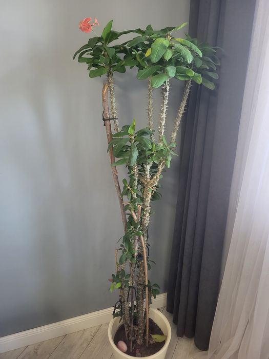 Молочай миля дерево