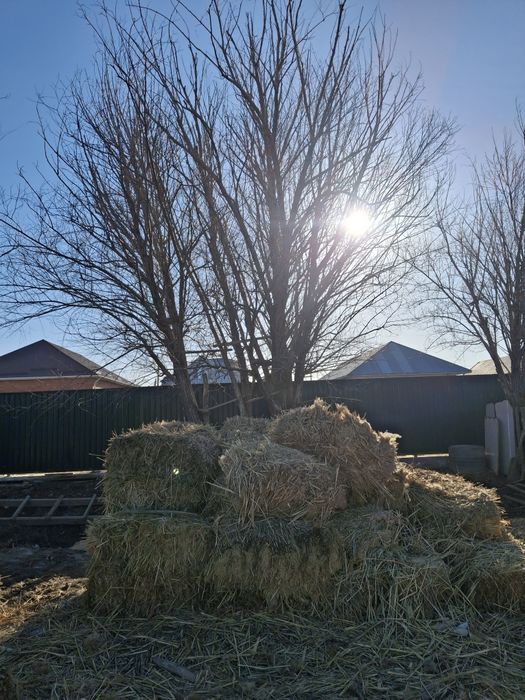 Камыс прес сатылады