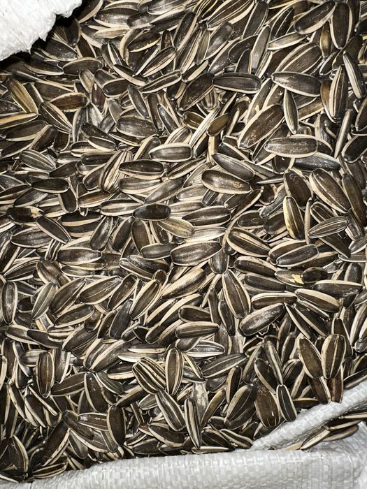 Продам семечки 2025