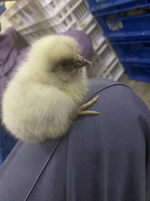 1 кунлик инкубатор жужалари бор