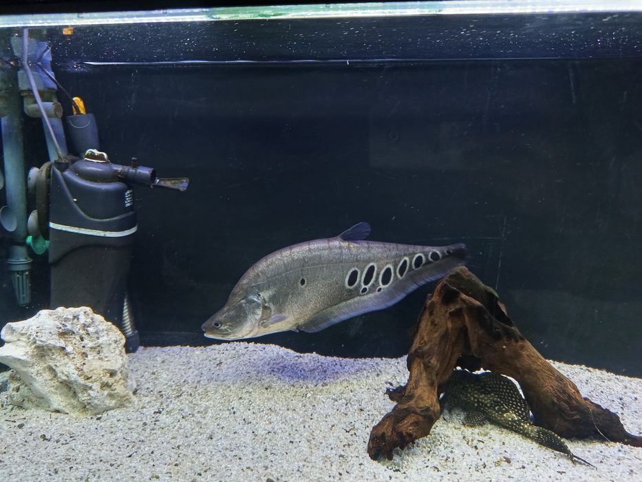 Продавам Астронатус, читала и гицебис.