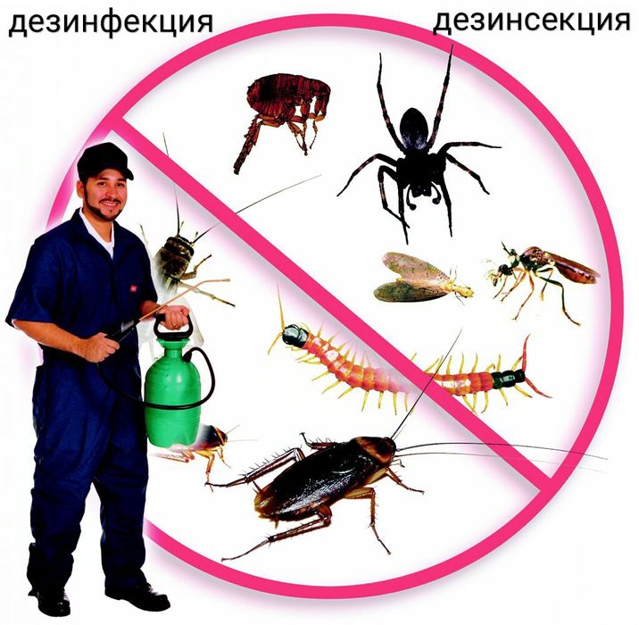 Животное уничтожающее вредных насекомых. Насекомоядные птицы дятел. Уховертка насекомое фото. Животные вредители. Дезинфекция тараканы крысы клопы.