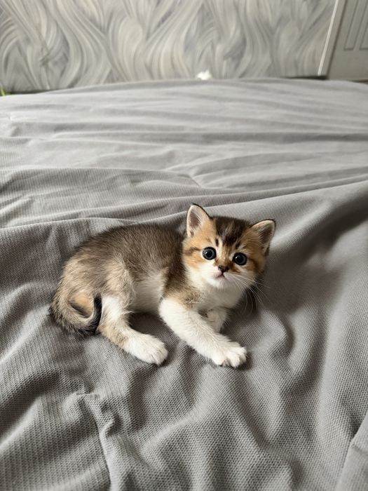 Британские котята