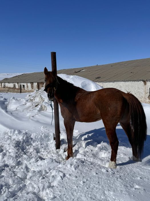 Бойы 1 70 кокпар ойнайт