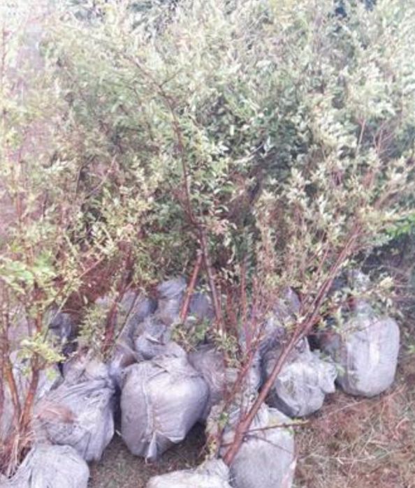 Саженцы сатылады