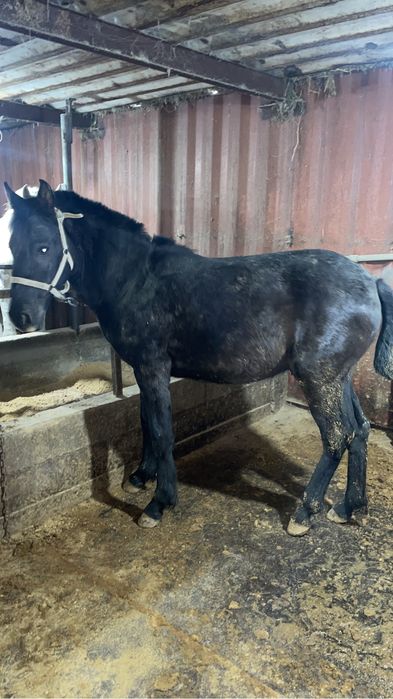 Срочно продам мясо конины