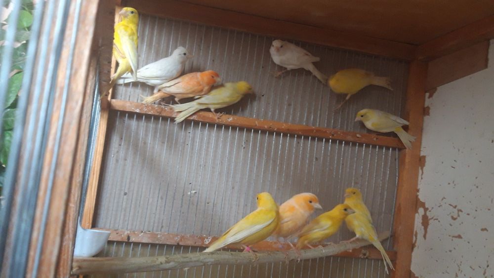 Канарейки самцы.