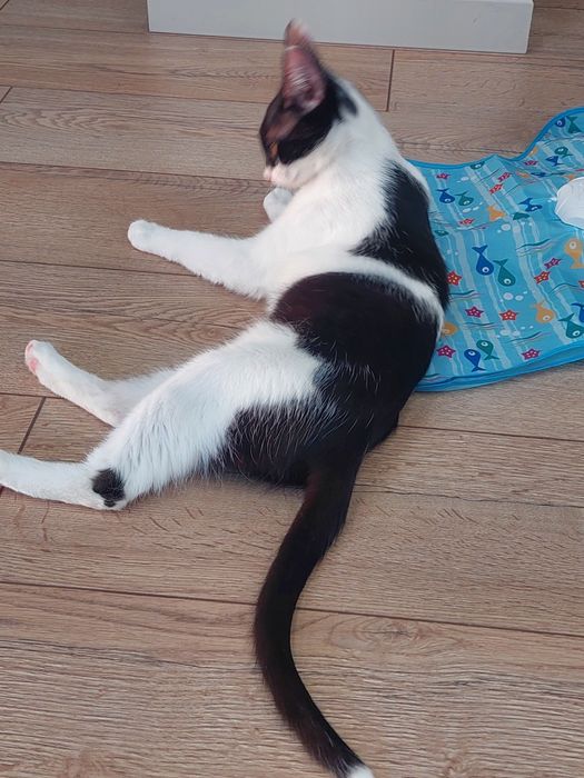 Котенок девочка стерилизованная