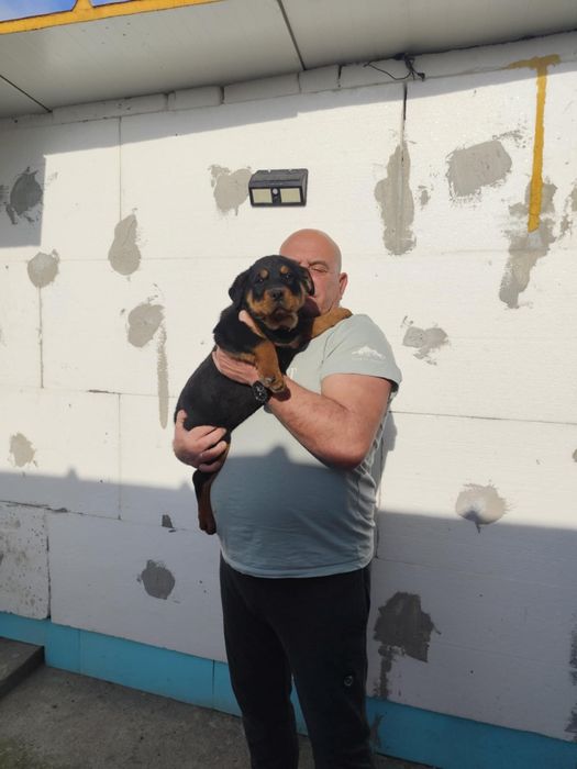 Продавам ротвайлер