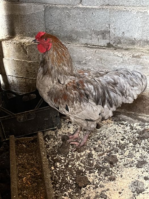 Петух продам молодой