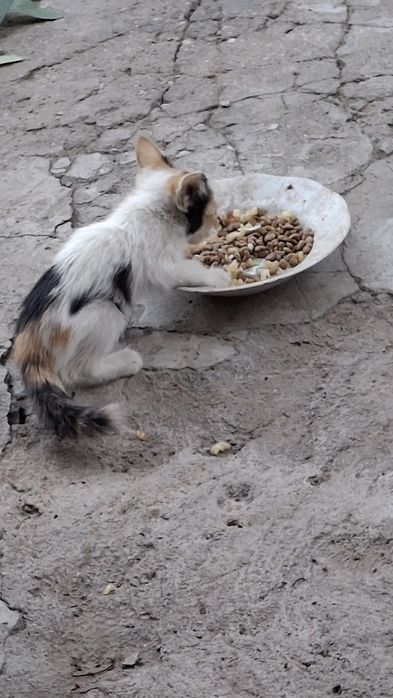 Котенрк трехцветная