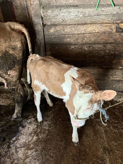 De vanzare vitei 2-10 saptamsnj