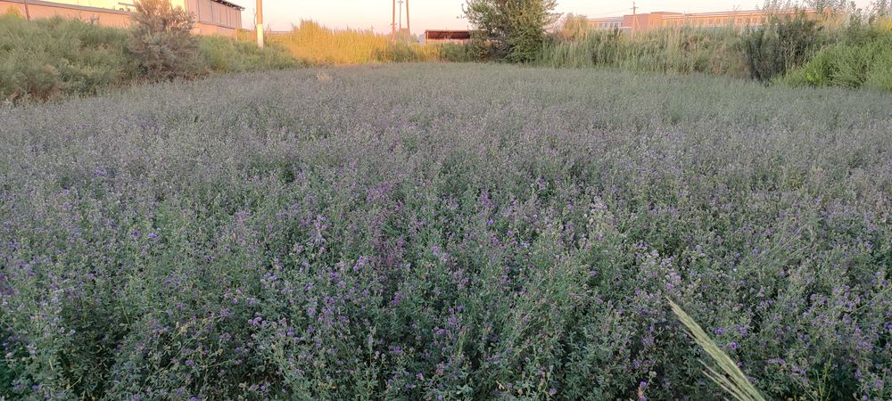 Beda sotiladi 12 sotox KELISHAMIZ