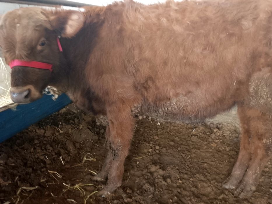 Buqacha sotiladi. Zoti: eston, kal paroda