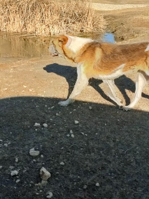 Кондуктордың жыныстық қатынасқа түскен жеке видеосы