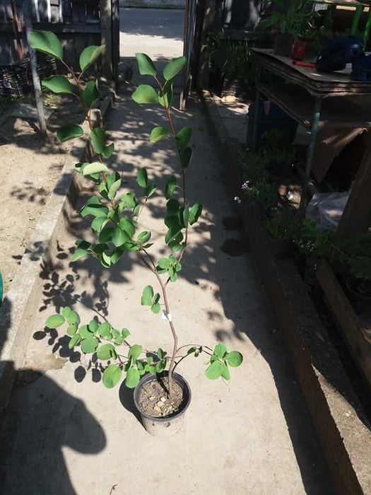 Амеланхиер  -Amelanchier