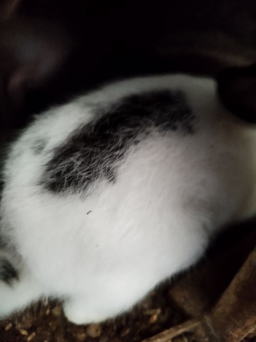 Продаются крольчата