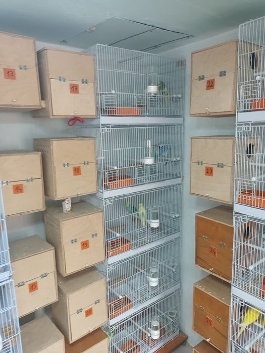 Papagali Perusi blanzi,deosebiti, sanatosi,culori diverse