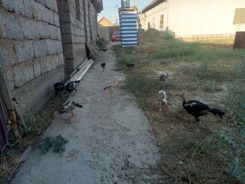 Дакан дакан шөшелер балапандар