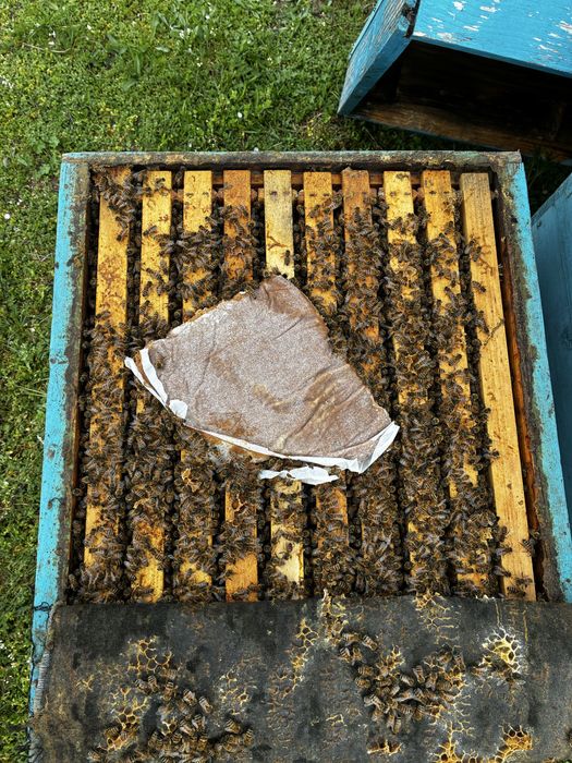 Пчелни отводки