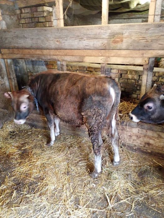 Продавам Мъжки телета