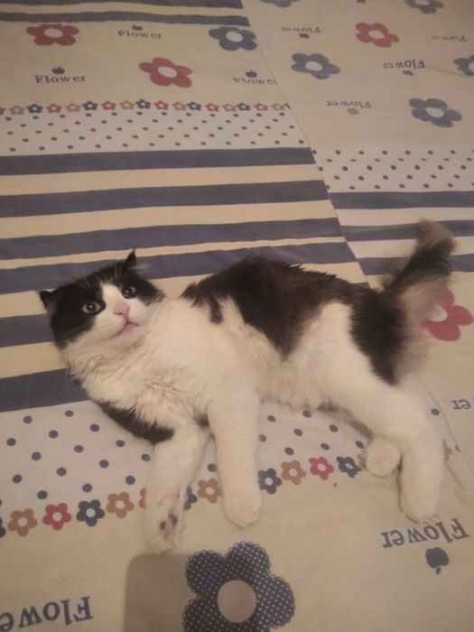 Fold strayt mushuk 4oylik