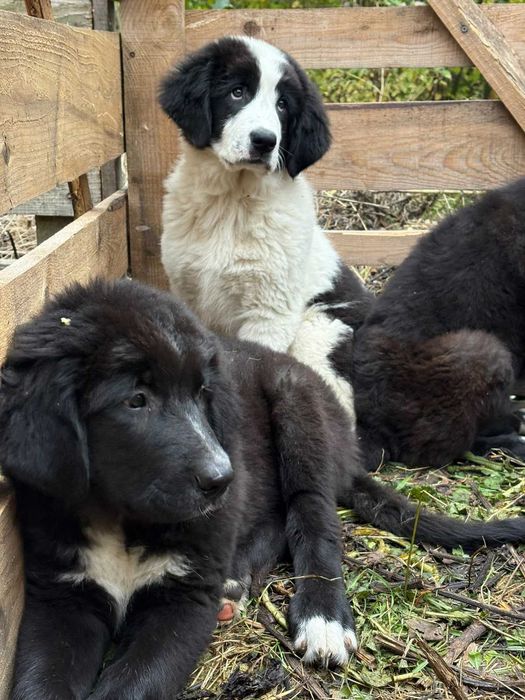 Animale de companie