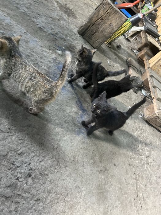 Отдам котят в хорошие руки 4 кошки 1 Кот чисто черный